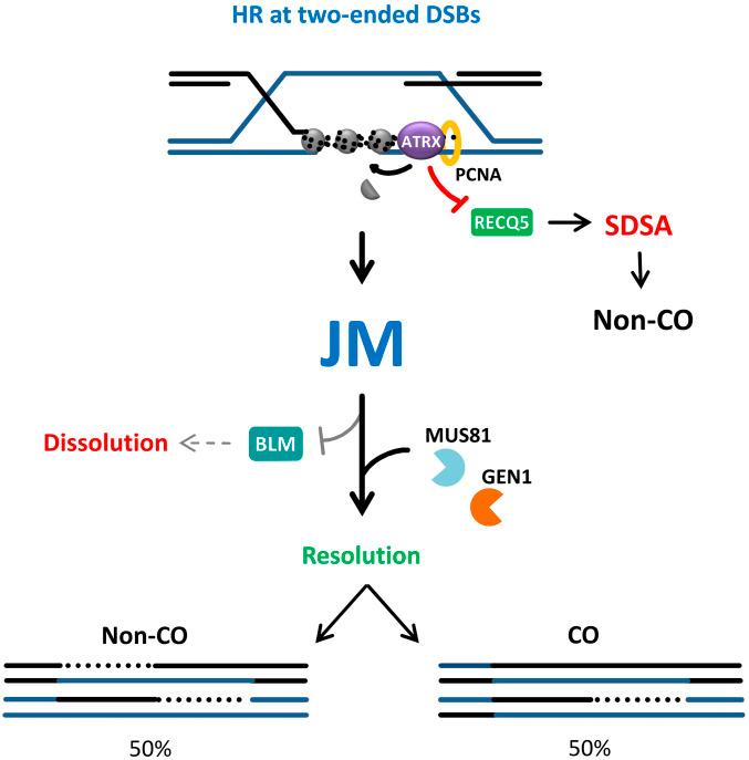 https://cdn.ncbi.nlm.nih.gov/pmc/blobs/c908/7826375/c02a75af8c06/pnas.2010370118fig06.jpg
