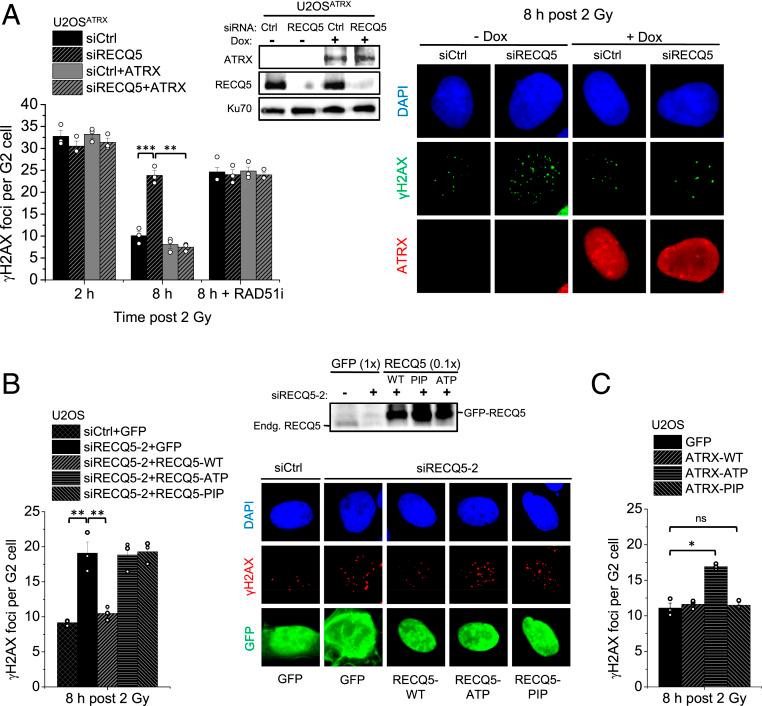 https://cdn.ncbi.nlm.nih.gov/pmc/blobs/c908/7826375/db21aa96f055/pnas.2010370118fig01.jpg