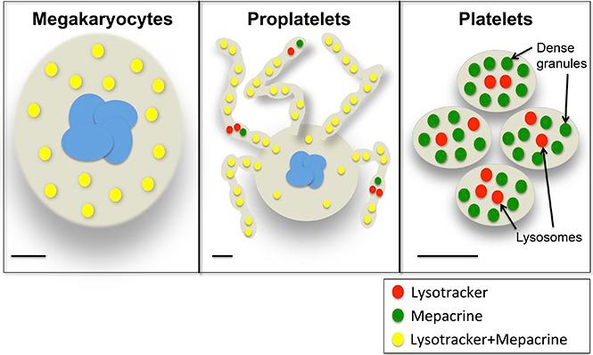https://cdn.ncbi.nlm.nih.gov/pmc/blobs/c90c/5728461/03af26049822/advances006726absf1.jpg