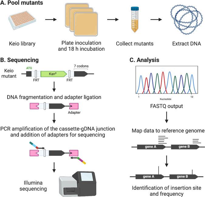https://cdn.ncbi.nlm.nih.gov/pmc/blobs/c910/9431181/d16af31c1c38/spectrum.00833-22-f001.jpg