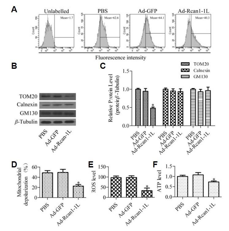https://cdn.ncbi.nlm.nih.gov/pmc/blobs/c911/4255098/67bf0c5c3991/molcell-37-11-785f5.jpg