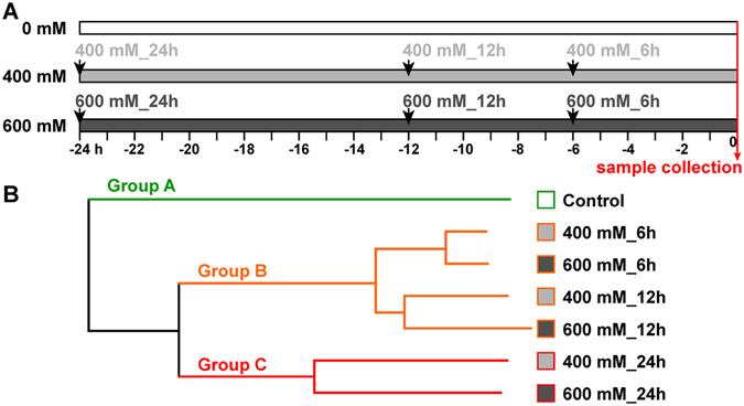 https://cdn.ncbi.nlm.nih.gov/pmc/blobs/c913/5533726/16c21031bcf9/41598_2017_5240_Fig1_HTML.jpg