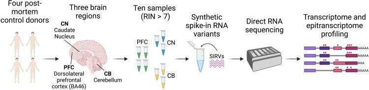 https://cdn.ncbi.nlm.nih.gov/pmc/blobs/c91b/12333690/42bbd585e260/sciadv.adp0783-f1.jpg