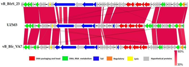 https://cdn.ncbi.nlm.nih.gov/pmc/blobs/c91d/10222676/382ddf0b6d3c/viruses-15-01042-g005.jpg