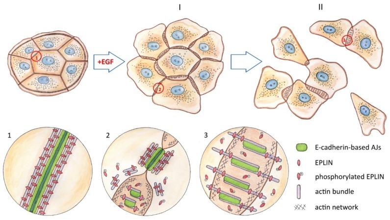 https://cdn.ncbi.nlm.nih.gov/pmc/blobs/c923/7140442/77600fa963cd/cells-09-00578-g009.jpg
