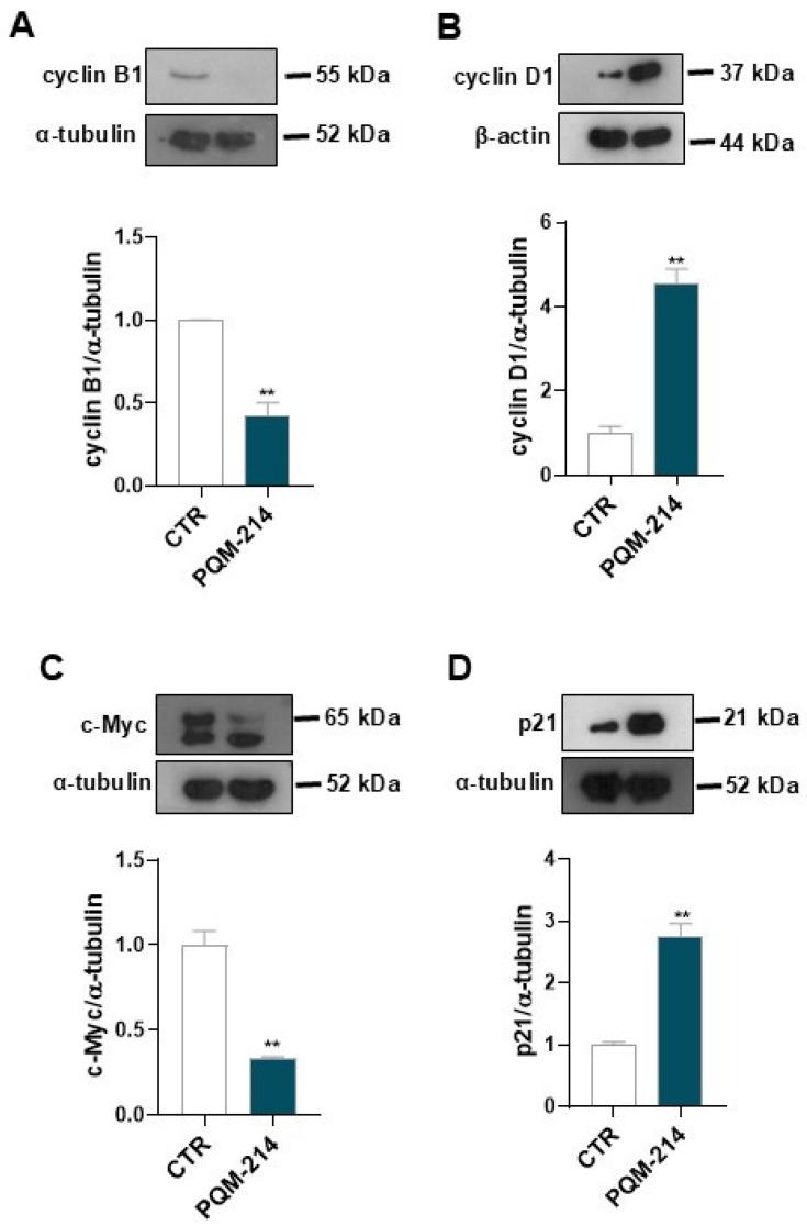https://cdn.ncbi.nlm.nih.gov/pmc/blobs/c924/12196036/5c2ff5e2b86b/pharmaceuticals-18-00914-g004.jpg