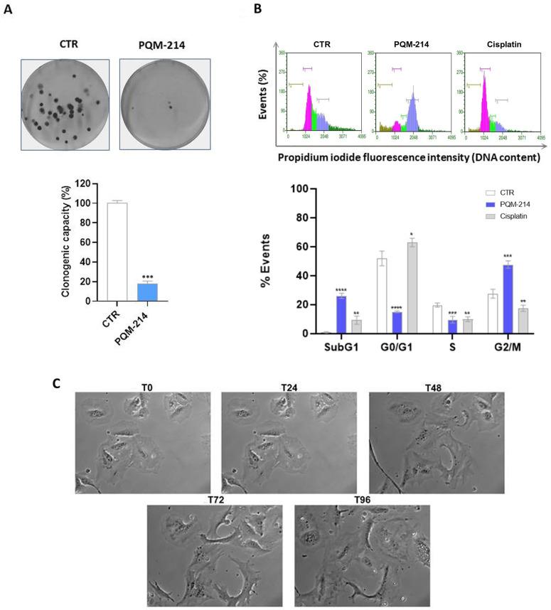 https://cdn.ncbi.nlm.nih.gov/pmc/blobs/c924/12196036/f60eecd9dd6e/pharmaceuticals-18-00914-g003.jpg