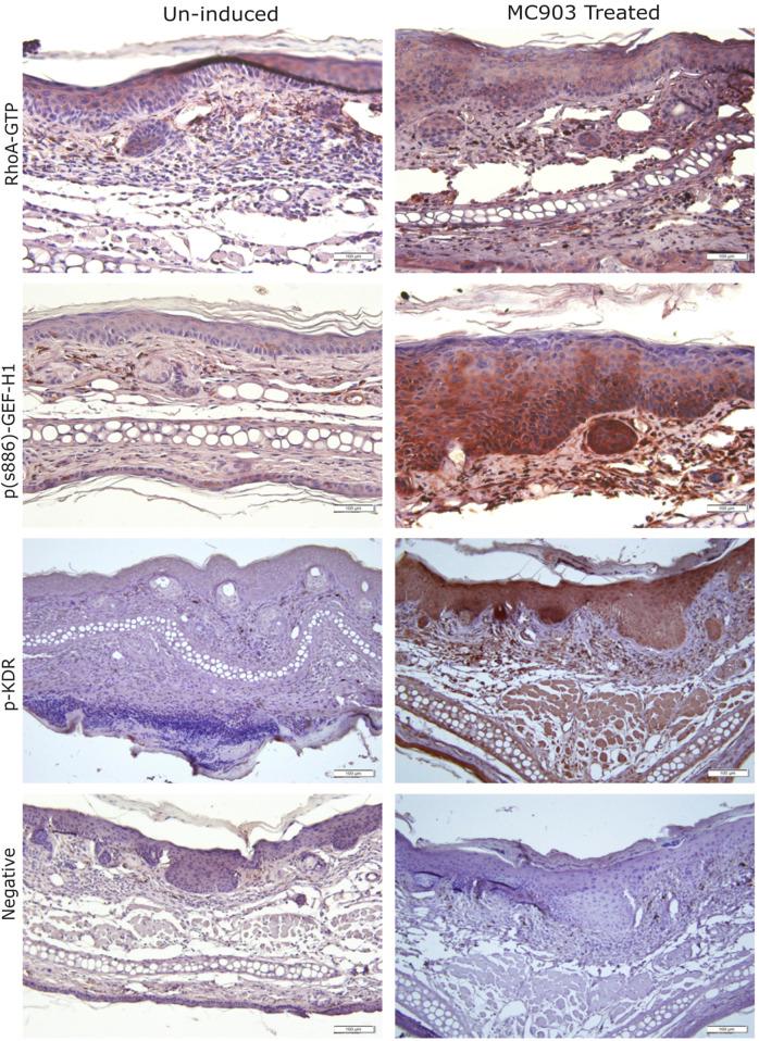https://cdn.ncbi.nlm.nih.gov/pmc/blobs/c926/12310649/530da827d436/fcell-13-1601887-g008.jpg