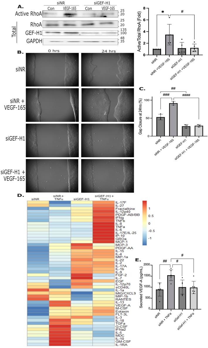 https://cdn.ncbi.nlm.nih.gov/pmc/blobs/c926/12310649/6034ea24a604/fcell-13-1601887-g007.jpg