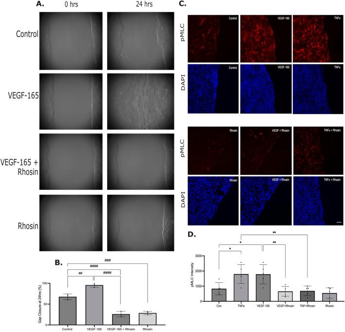 https://cdn.ncbi.nlm.nih.gov/pmc/blobs/c926/12310649/63732492ea4a/fcell-13-1601887-g005.jpg