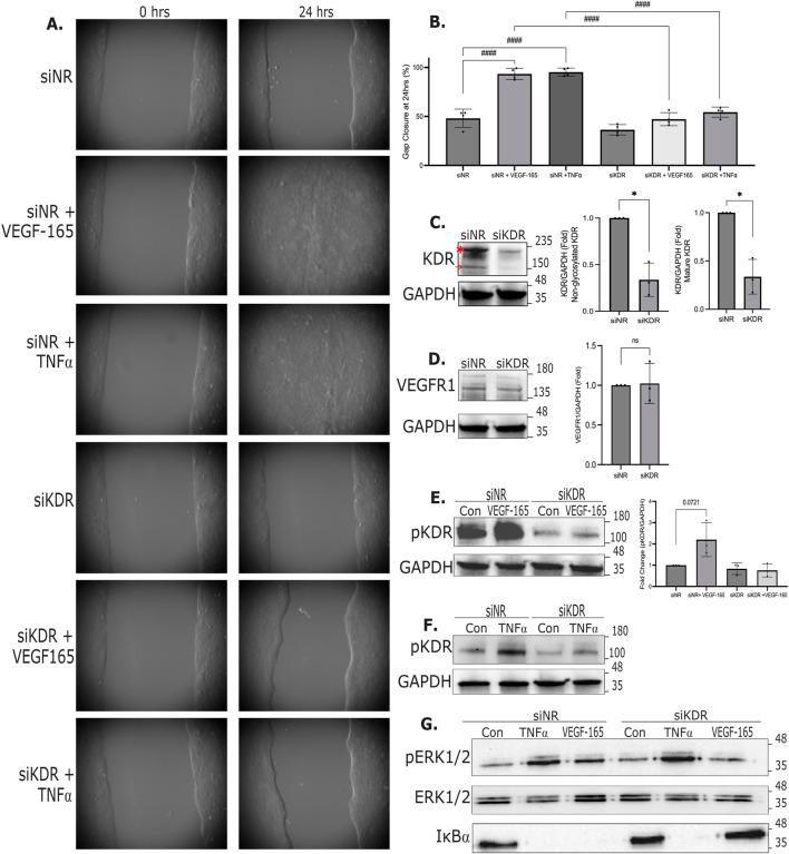 https://cdn.ncbi.nlm.nih.gov/pmc/blobs/c926/12310649/ad8150af08cd/fcell-13-1601887-g004.jpg