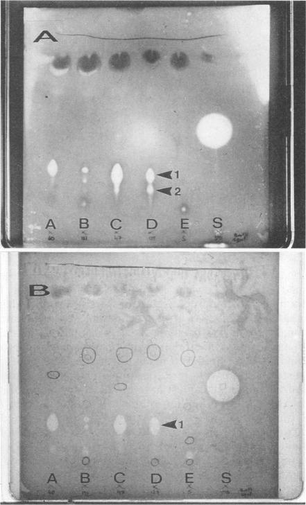 https://cdn.ncbi.nlm.nih.gov/pmc/blobs/c927/201412/abdcfd973a49/aem00020-0175-a.jpg