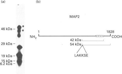 https://cdn.ncbi.nlm.nih.gov/pmc/blobs/c930/1136543/6d269dcb595c/biochemj00068-0168-b.jpg
