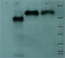 https://cdn.ncbi.nlm.nih.gov/pmc/blobs/c933/6166632/be30f9a62b35/peerj-06-5679-g003.jpg