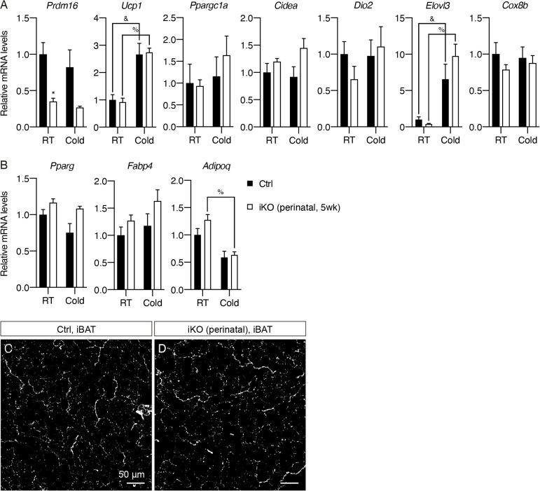 https://cdn.ncbi.nlm.nih.gov/pmc/blobs/c933/7990502/09b3a3ade609/elife-64693-fig4-figsupp3.jpg