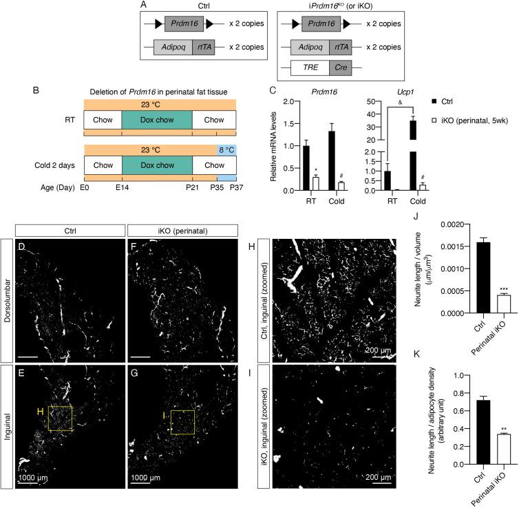 https://cdn.ncbi.nlm.nih.gov/pmc/blobs/c933/7990502/6e28716e5365/elife-64693-fig4.jpg