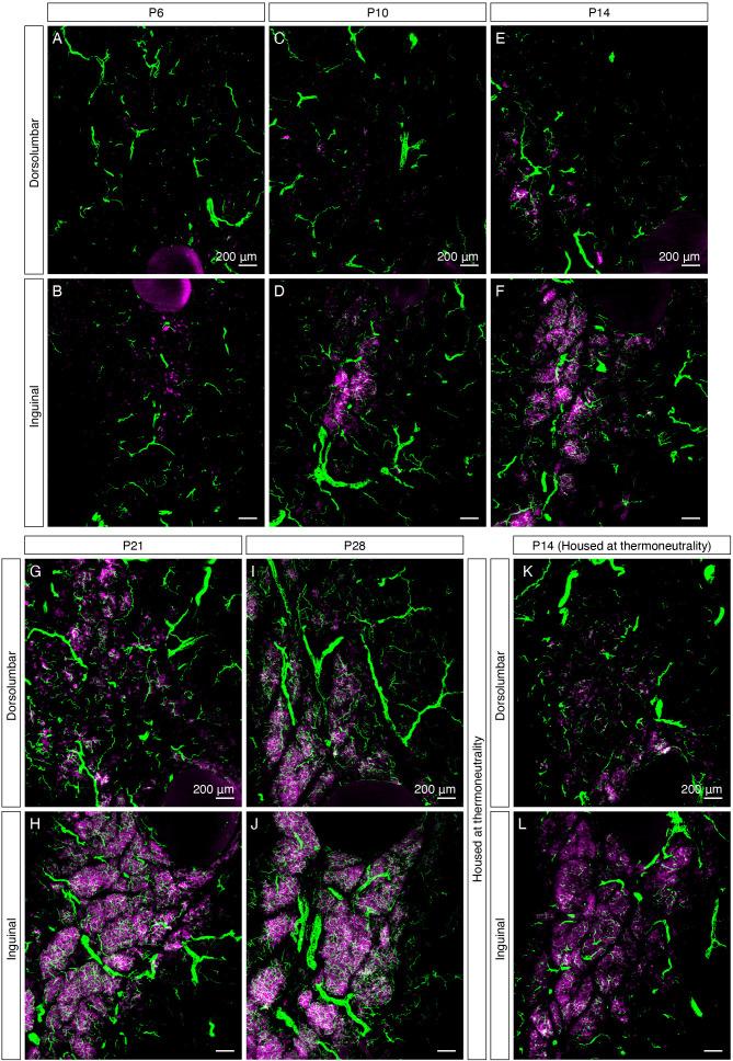 https://cdn.ncbi.nlm.nih.gov/pmc/blobs/c933/7990502/b16d5b12a8de/elife-64693-fig2-figsupp3.jpg