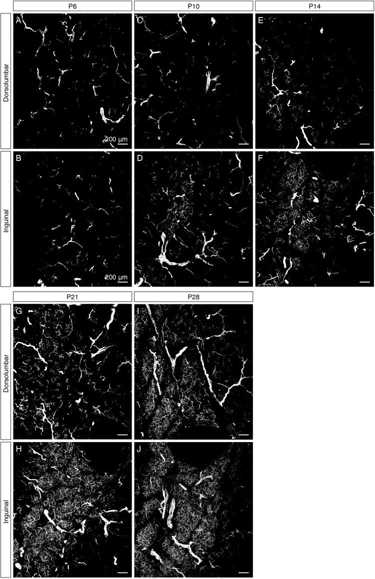 https://cdn.ncbi.nlm.nih.gov/pmc/blobs/c933/7990502/de3be6c270e7/elife-64693-fig1-figsupp3.jpg