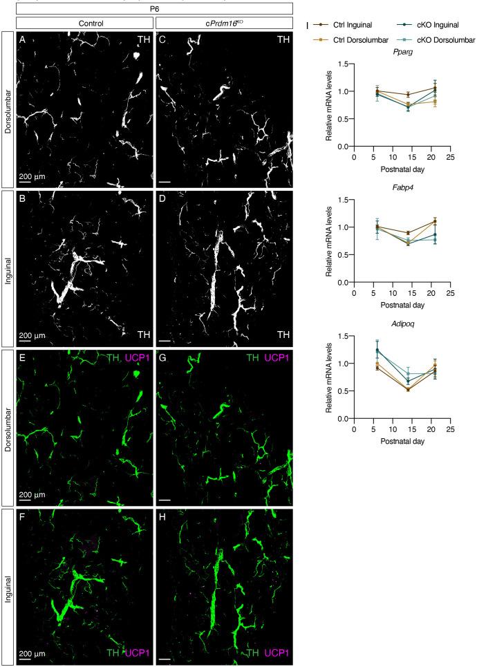 https://cdn.ncbi.nlm.nih.gov/pmc/blobs/c933/7990502/e23d1feba11e/elife-64693-fig3-figsupp1.jpg