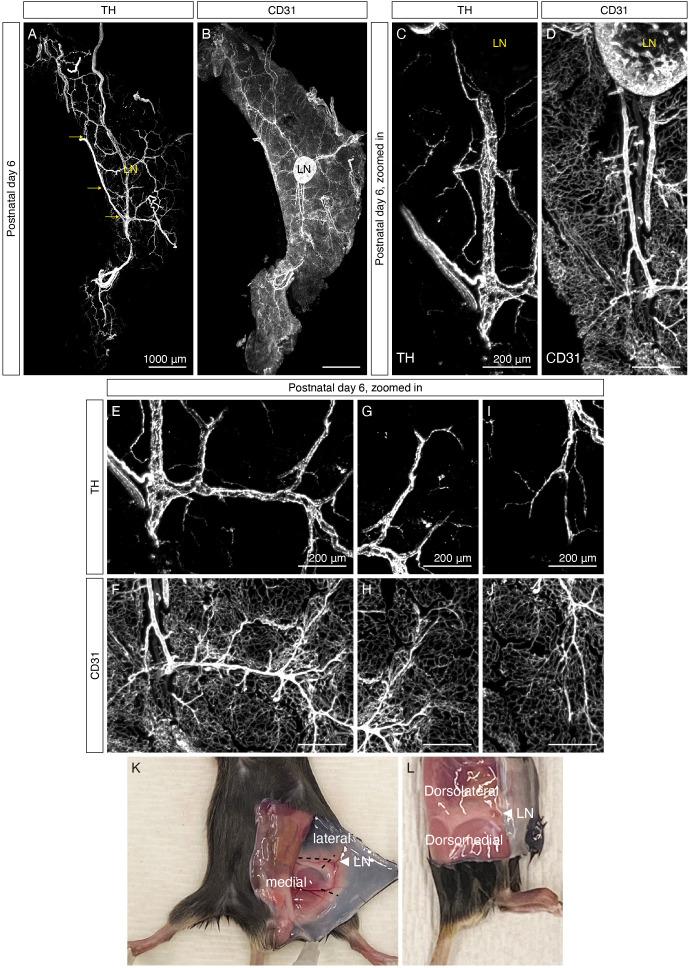 https://cdn.ncbi.nlm.nih.gov/pmc/blobs/c933/7990502/fc3535d5bb04/elife-64693-fig1-figsupp2.jpg