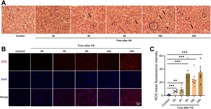 https://cdn.ncbi.nlm.nih.gov/pmc/blobs/c941/11834071/2ad4de7f0d83/gr1.jpg