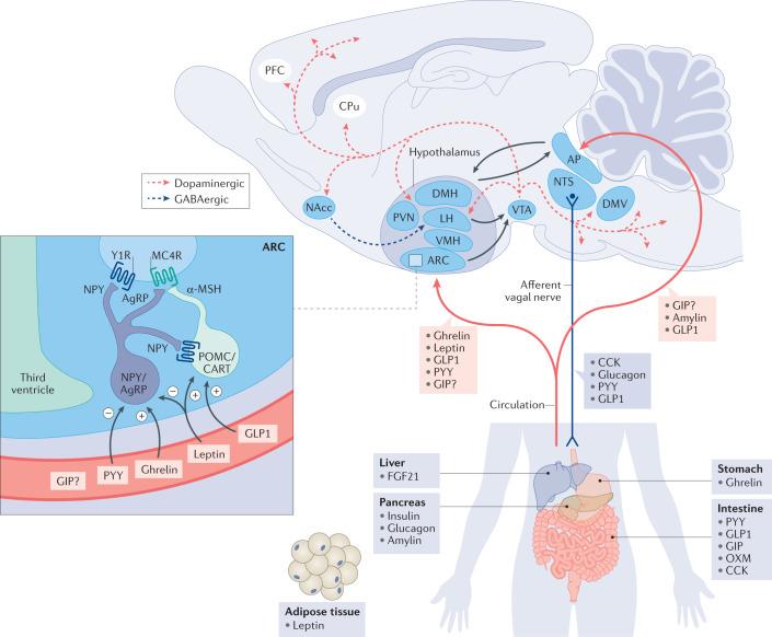 https://cdn.ncbi.nlm.nih.gov/pmc/blobs/c943/8609996/465db2566a9e/41573_2021_337_Fig2_HTML.jpg