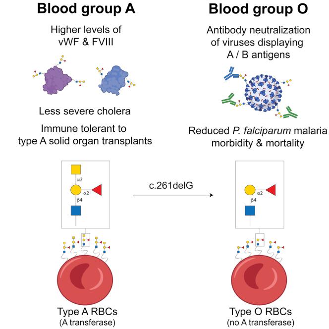 https://cdn.ncbi.nlm.nih.gov/pmc/blobs/c945/9860303/b5b1b235a906/fx1.jpg