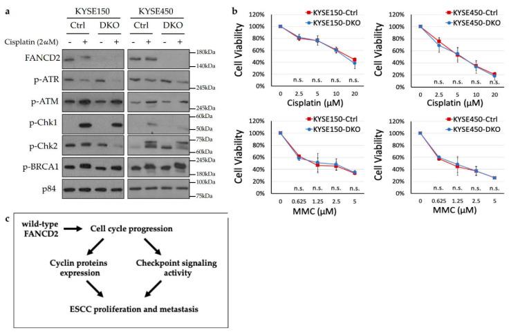 https://cdn.ncbi.nlm.nih.gov/pmc/blobs/c949/7565464/60fdc9b18c1d/cancers-12-02545-g006.jpg