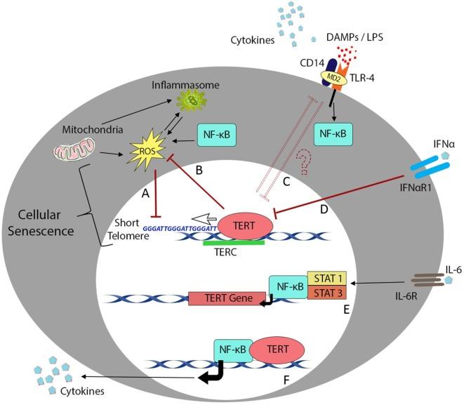 https://cdn.ncbi.nlm.nih.gov/pmc/blobs/c94a/5591428/cda4a603ec32/fimmu-08-01078-g001.jpg