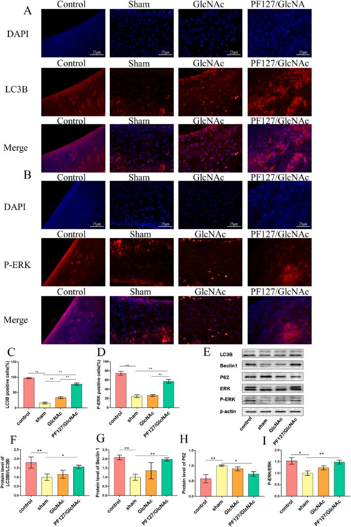 https://cdn.ncbi.nlm.nih.gov/pmc/blobs/c94e/10559277/0dacff12fae8/gr6.jpg