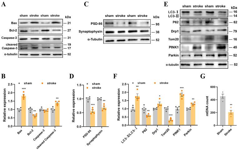 https://cdn.ncbi.nlm.nih.gov/pmc/blobs/c951/11119717/a65badcdb539/cells-13-00872-g003.jpg