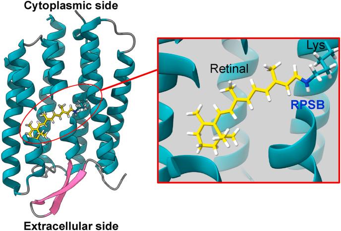 https://cdn.ncbi.nlm.nih.gov/pmc/blobs/c952/12406568/c5587ee2a05e/gr1.jpg