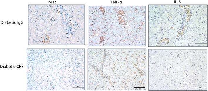 https://cdn.ncbi.nlm.nih.gov/pmc/blobs/c952/9927915/6e53aa42b8d6/IWJ-20-678-g003.jpg