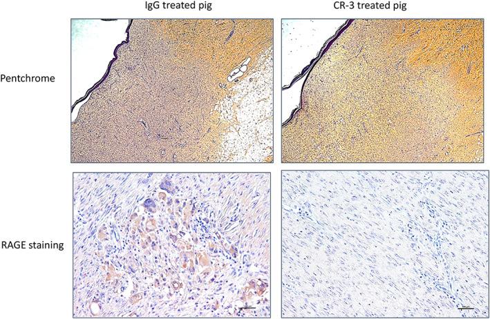 https://cdn.ncbi.nlm.nih.gov/pmc/blobs/c952/9927915/80977455209f/IWJ-20-678-g002.jpg