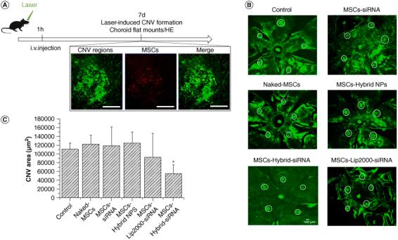 https://cdn.ncbi.nlm.nih.gov/pmc/blobs/c959/11485800/0c218781ff8d/INNM_A_2393075_F0007_C.jpg