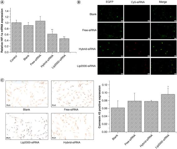 https://cdn.ncbi.nlm.nih.gov/pmc/blobs/c959/11485800/cb949e9c4445/INNM_A_2393075_F0006_C.jpg