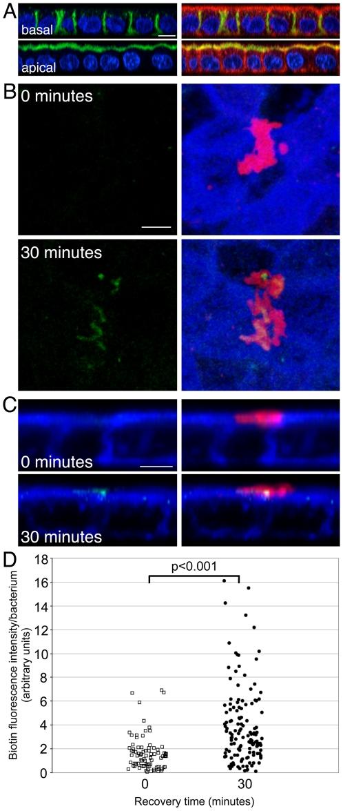https://cdn.ncbi.nlm.nih.gov/pmc/blobs/c95d/3093365/2ad353a4ed49/ppat.1002050.g005.jpg