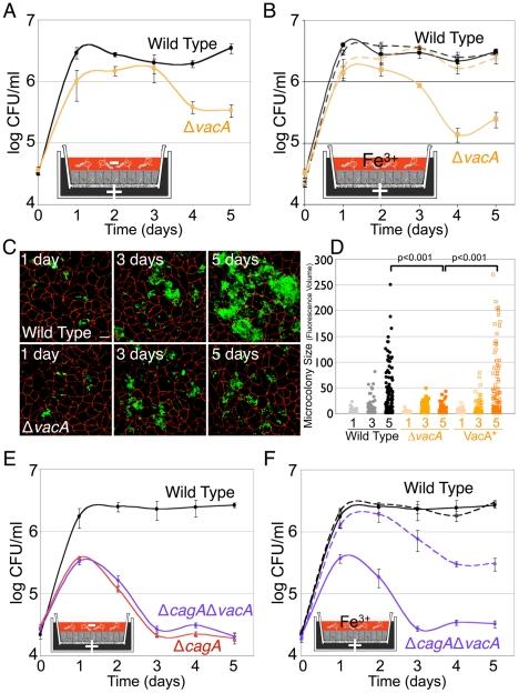 https://cdn.ncbi.nlm.nih.gov/pmc/blobs/c95d/3093365/d86e1dbe909a/ppat.1002050.g006.jpg