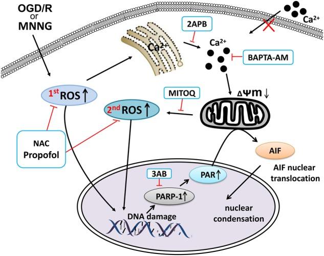 https://cdn.ncbi.nlm.nih.gov/pmc/blobs/c95d/6141459/ba5e248c00f0/41419_2018_996_Fig7_HTML.jpg