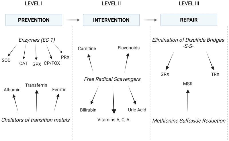 https://cdn.ncbi.nlm.nih.gov/pmc/blobs/c964/12109055/62a069345387/biomedicines-13-01149-g003.jpg