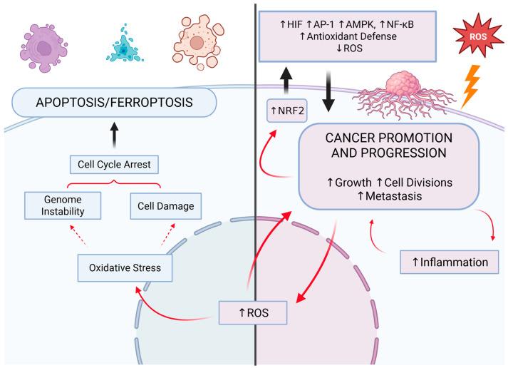 https://cdn.ncbi.nlm.nih.gov/pmc/blobs/c964/12109055/7a9bb732a5f2/biomedicines-13-01149-g004.jpg