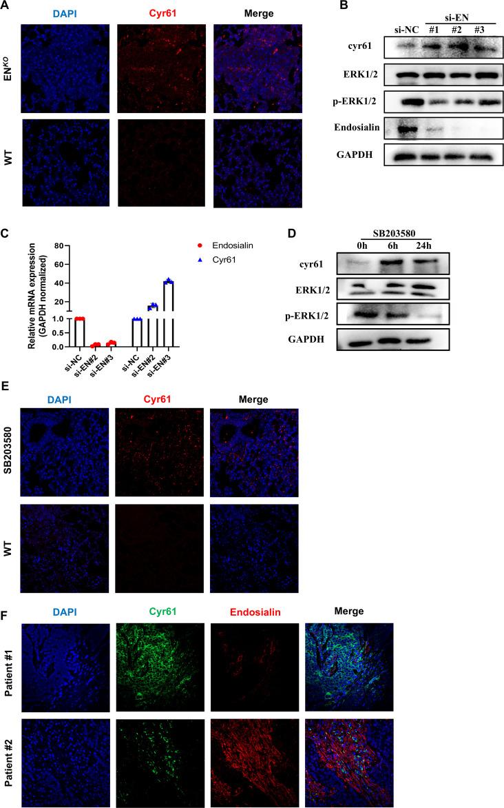 https://cdn.ncbi.nlm.nih.gov/pmc/blobs/c965/12331472/3943fdc9826f/fonc-15-1528288-g004.jpg