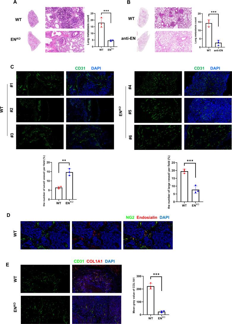 https://cdn.ncbi.nlm.nih.gov/pmc/blobs/c965/12331472/8b524aaea923/fonc-15-1528288-g003.jpg