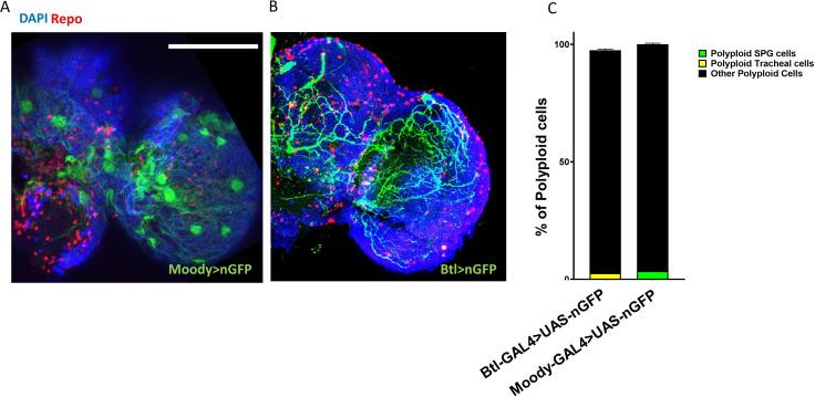 https://cdn.ncbi.nlm.nih.gov/pmc/blobs/c967/7447450/08b1b141c179/elife-54385-fig2-figsupp1.jpg