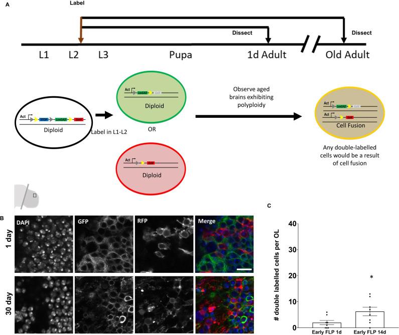 https://cdn.ncbi.nlm.nih.gov/pmc/blobs/c967/7447450/23ae6415bf65/elife-54385-fig3.jpg