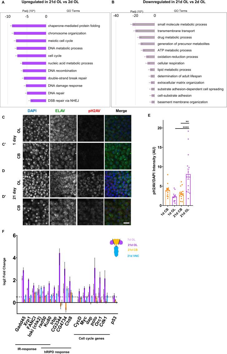 https://cdn.ncbi.nlm.nih.gov/pmc/blobs/c967/7447450/353ce2d6c904/elife-54385-fig5.jpg