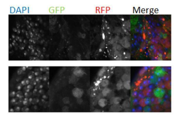 https://cdn.ncbi.nlm.nih.gov/pmc/blobs/c967/7447450/a8c2be4f2331/elife-54385-resp-fig2.jpg