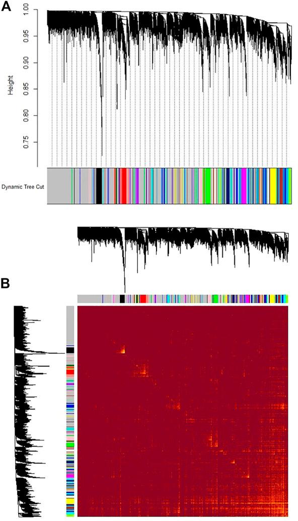 https://cdn.ncbi.nlm.nih.gov/pmc/blobs/c968/10185895/9e2d518f8d1d/fgene-14-1102136-g003.jpg