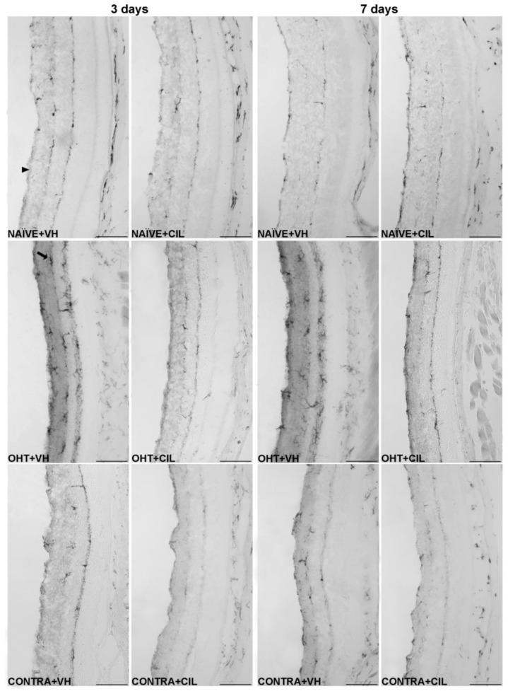 https://cdn.ncbi.nlm.nih.gov/pmc/blobs/c96a/10970106/cc6dd576fa70/ijms-25-03115-g008.jpg