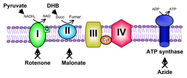 https://cdn.ncbi.nlm.nih.gov/pmc/blobs/c96a/1488864/ea986609979f/1471-2202-7-29-5.jpg